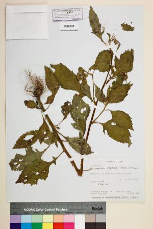 <a href="http://brmas.openmuseum.tw/muse/digi_object/08a03c1a4b112cec1e8ff72e9d4d7a71" target="_blank">Crassocephalum crepidioides (Benth.) S. Moore_標本_BRCM 6838</a>