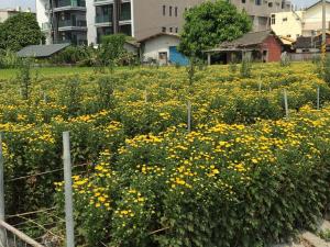 柳鳳菊花田