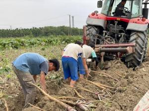 牛蒡採收_耕耘機