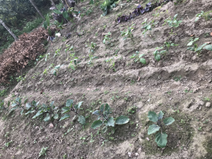 茄子豆子地瓜芋頭