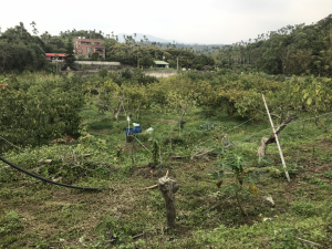 宅邊別人的酪梨園