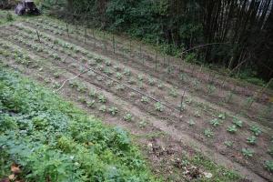 大東田露營區高麗菜種植