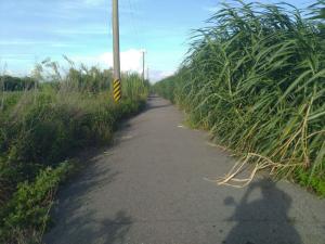 廈粘麥厝路段