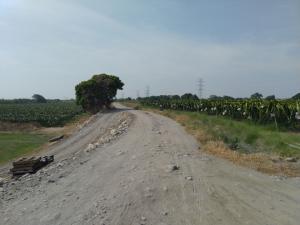 堤外道路兩旁的紅龍果園